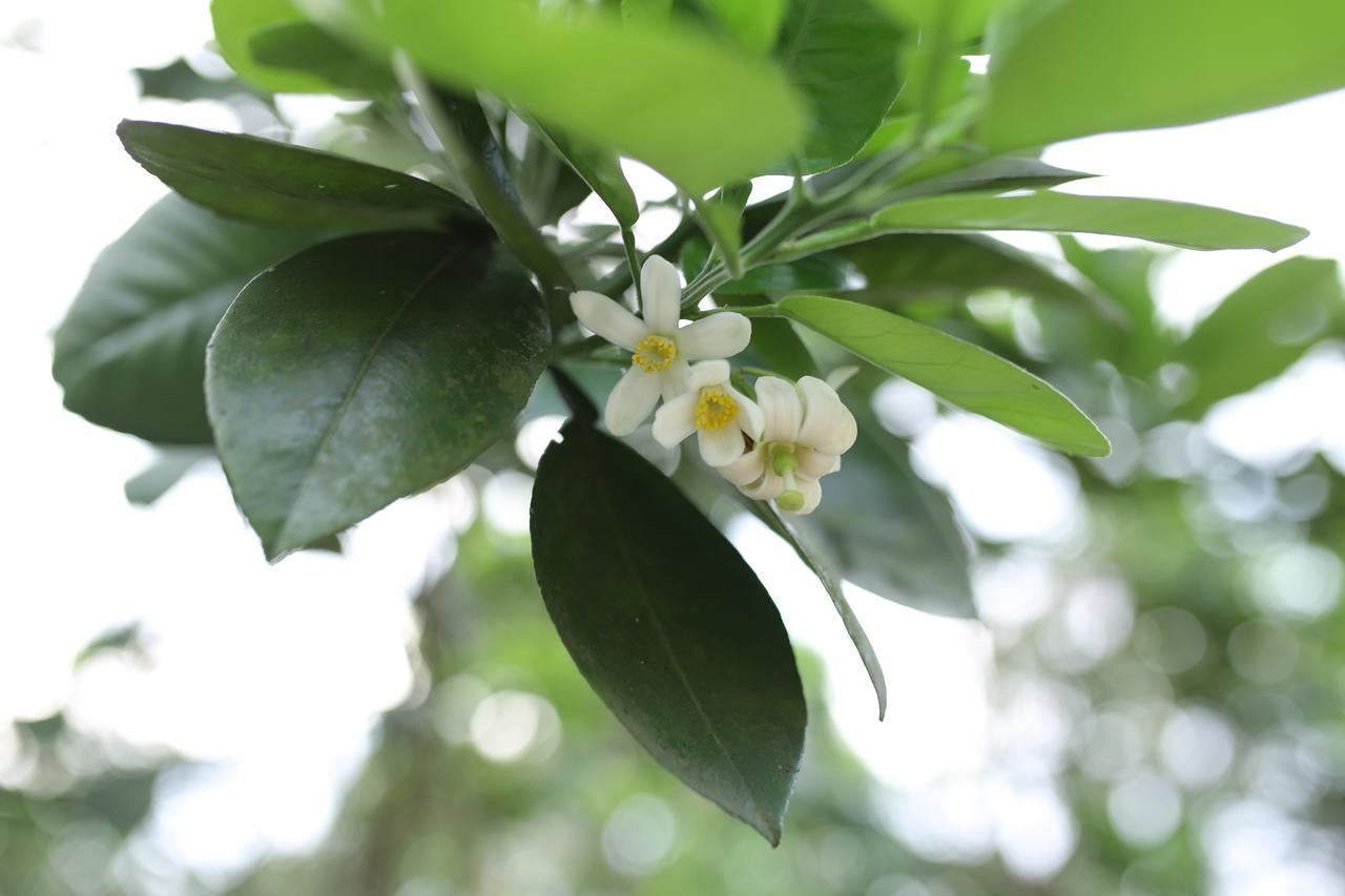 Thuy Bieu Homestay Hue Buitenkant foto